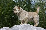 CAIRN TERRIER 452